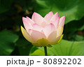 開花した舞姫蓮 80892202