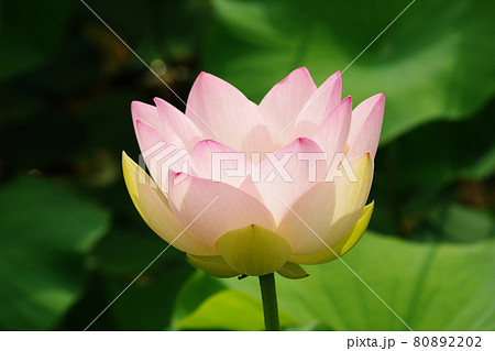 開花した舞姫蓮 開花した舞姫蓮 80892202