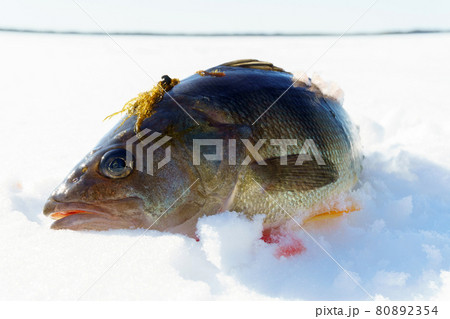 Perch fish close-up in the snow. fresh catch on ice fishing Perch fish close-up in the snow. fresh catch on ice fishing 80892354