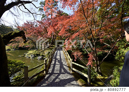 京都仙洞御所　南池の紅葉 80892777