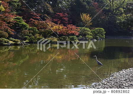 京都仙洞御所 南池の紅葉 京都仙洞御所 南池の紅葉 80892802