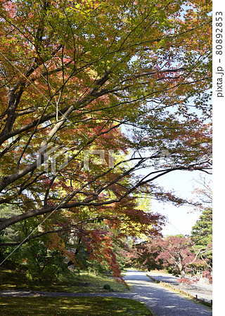 京都仙洞御所　南池の紅葉 80892853