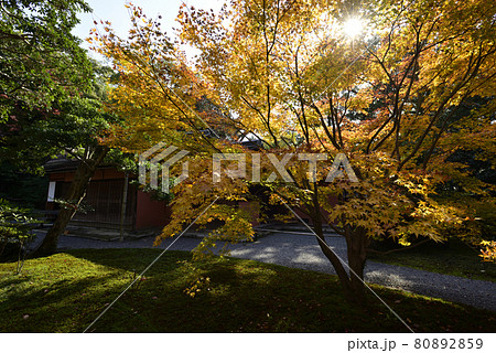 京都仙洞御所 南池の紅葉 京都仙洞御所 南池の紅葉 80892859