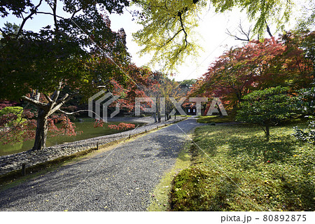京都仙洞御所　南池の紅葉 80892875