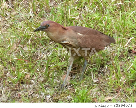 ミゾゴイのクローズアップ写真 80894073