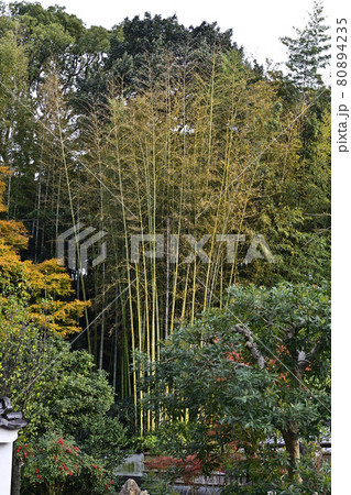 月真院(月眞院) 月真院(月眞院) 80894235