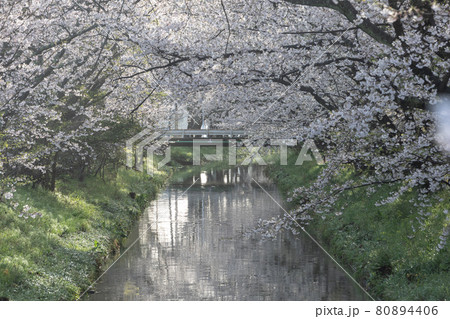焼津の桜 80894406