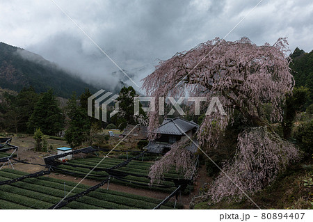 オクシズの桜 80894407