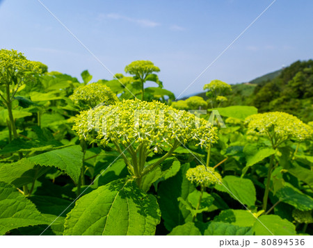 開花直前の紫陽花アナベル (弥彦山、弥彦村、新潟県) 開花直前の紫陽花アナベル (弥彦山、弥彦村、新潟県) 80894536