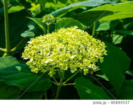 咲き始めの紫陽花アナベル (弥彦山、弥彦村、新潟県) 咲き始めの紫陽花アナベル (弥彦山、弥彦村、新潟県) 80894537