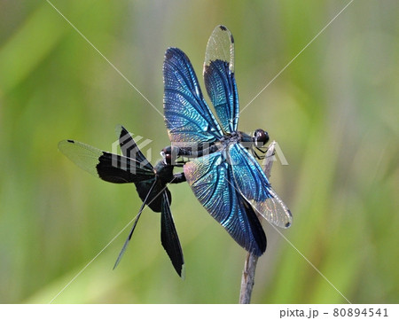 池辺の葦に止まる、金属光沢の翅が美しい、チョウトンボの交尾ペア 80894541