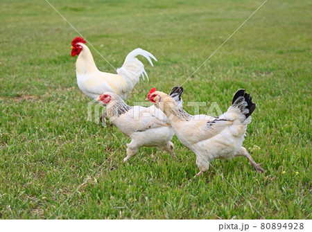 Rooster with chickens graze on the green lawn Rooster with chickens graze on the green lawn 80894928