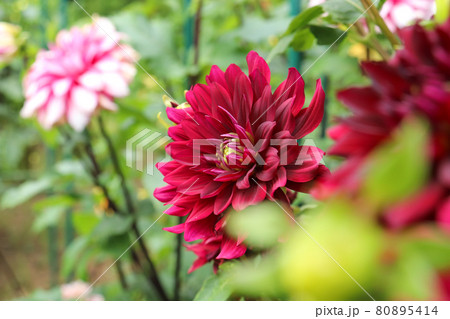 ダリア 花 ワインレッド 鮮やか 花束 幻想的 綺麗 美しい 上品 大輪 かわいい ピンクの写真素材