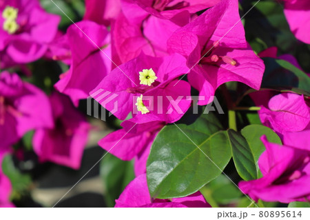 ブーゲンビリア 赤紫色の花の写真素材
