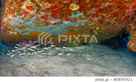 沈船の下に潜む海水魚 (Mama Vina Wreck, プラヤ・デル・カルメン、メキシコ) 80895921