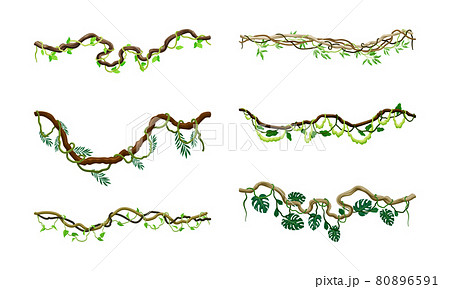 Liana as Long-stemmed Woody Vine Climbing and Tangled Around Tree Vector Set Liana as Long-stemmed Woody Vine Climbing and Tangled Around Tree Vector Set 80896591
