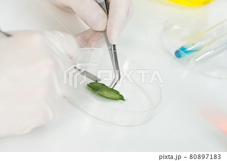 Researching sample with tweezers in petri dish Researching sample with tweezers in petri dish 80897183