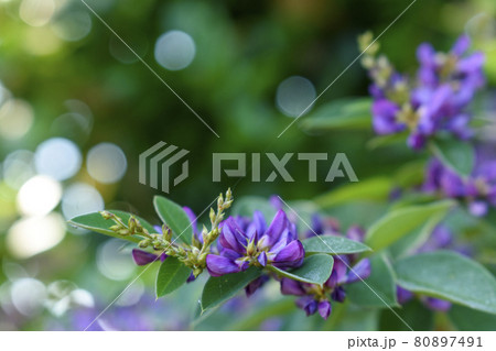 朝の光を受ける萩の花 80897491