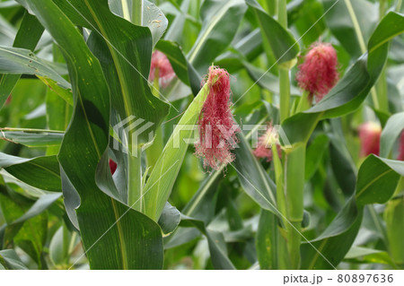 Young sweet corn on the tree 80897636