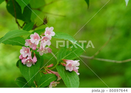 花 花 80897644