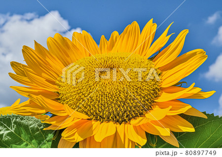 ヒマワリの花（Sunflower） 80897749