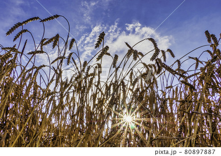 Wheat Ears Ripen in a Field Against a Blue Sky Background Wheat Ears Ripen in a Field Against a Blue Sky Background 80897887