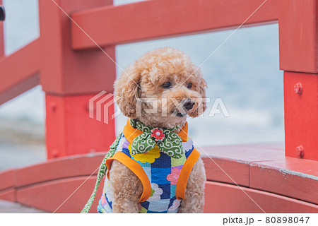犬とお散歩 80898047