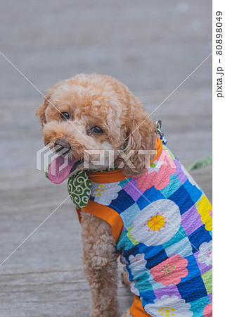 犬とお散歩 犬とお散歩 80898049
