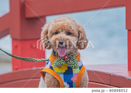 犬とお散歩 犬とお散歩 80898052