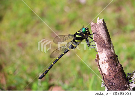 オニヤンマのオス 80898053