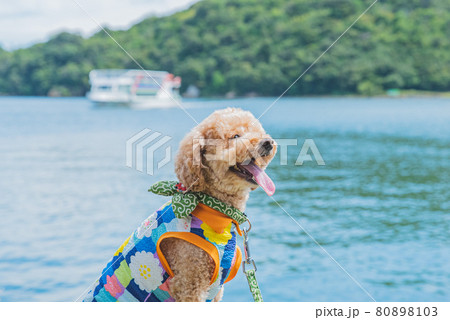 犬とお散歩 80898103