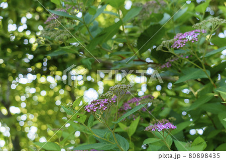 シモツケの花 シモツケの花 80898435