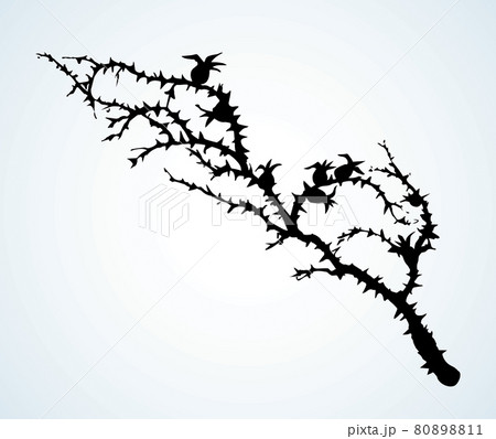 Branch of Blackthorn. Vector drawing Branch of Blackthorn. Vector drawing 80898811