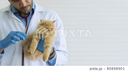 Veterinarian or health care animal concept. Veterinary man wear uniform, glove with stethoscope Veterinarian or health care animal concept. Veterinary man wear uniform, glove with stethoscope 80898901