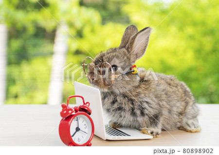 Easter holiday animal, technology e-learning concept. Baby bunny brown and grey with small laptop 80898902