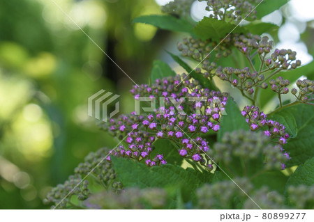 シモツケの花 シモツケの花 80899277