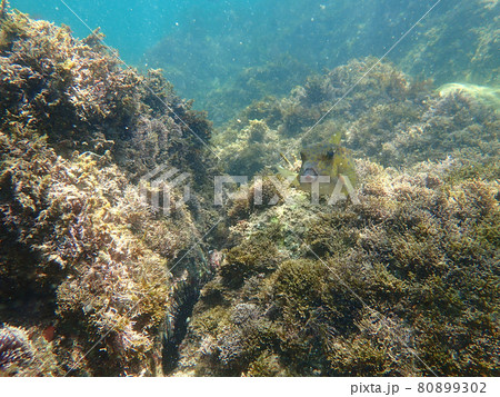 はこふぐ 80899302