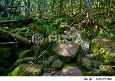 長野県茅野市唐沢鉱泉から八ヶ岳(天狗岳)黒百合平に向かう登山道(2250m) 80899408