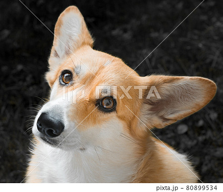 Pembroke Welsh Corgi adult looking seriously head tilted 80899534