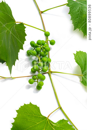Branch of unripe grape vine on white background 80899536