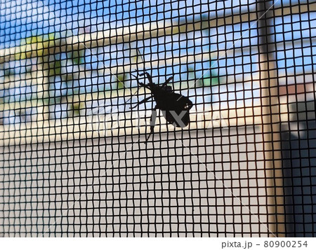 網戸で休憩中の虫を部屋から眺める 80900254