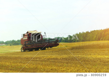 Harvester harvests cereals in the field. Cleaning of cereals. 80900259