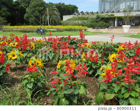 夏の花といえば黄色いヒマワリと赤いサルビア 夏の花といえば黄色いヒマワリと赤いサルビア 80900311