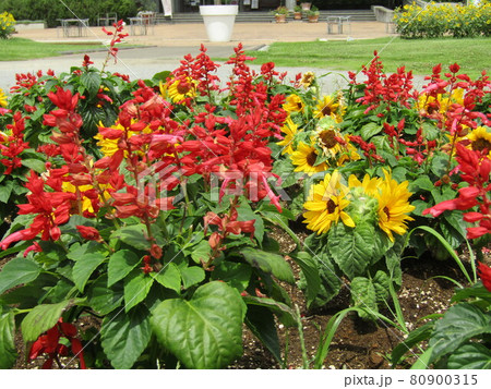 夏の花といえば黄色いヒマワリと赤いサルビア 夏の花といえば黄色いヒマワリと赤いサルビア 80900315