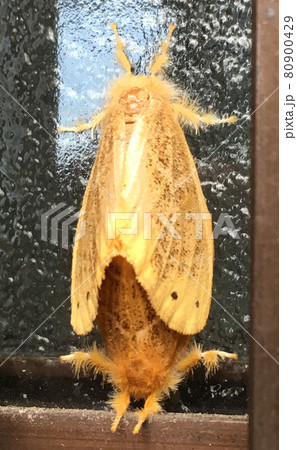 蛾の交尾 蛾の交尾 80900429