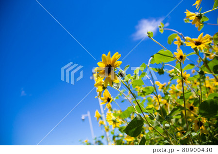 横浜山下公園のヒマワリ 横浜山下公園のヒマワリ 80900430