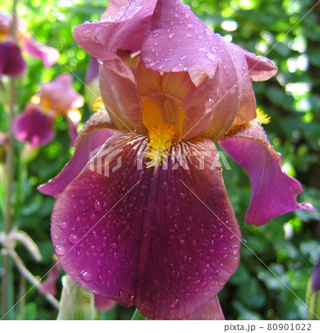 Purple iris with water droplets Purple iris with water droplets 80901022