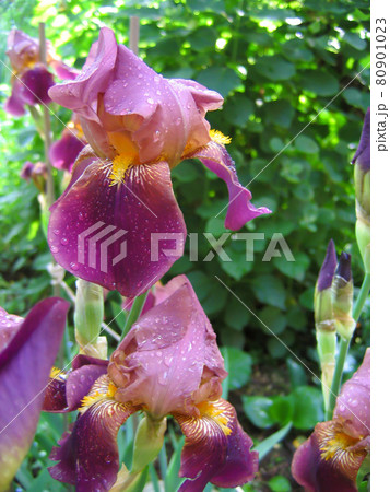 Purple iris with water droplets Purple iris with water droplets 80901023