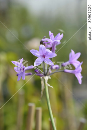 Society garlic Society garlic 80901220