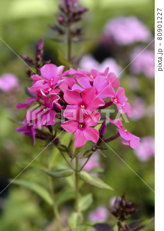 Perennial phlox 80901227